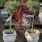 Olivovník európsky (Olea europaea) ´LECCINO´- výška 90-100 cm, kont. C5L – na kmienku (-12°C)
